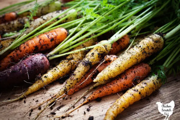 pile of heirloom carrots with soil on them