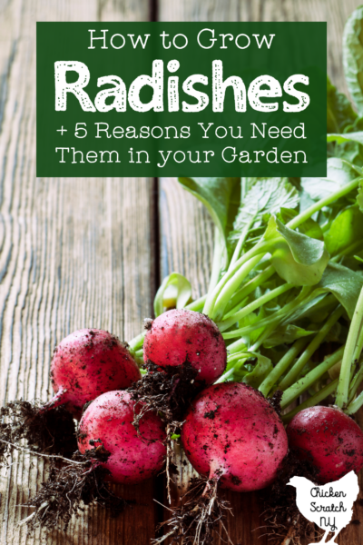 dirt clinging to the lower roots of a pile of radishes on a wooden table with text overlay how to grow radishes and 5 reasons you need to grow them in your garden