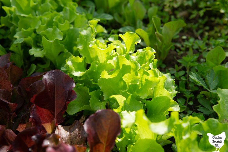 red and green lettuce plants grown in rows