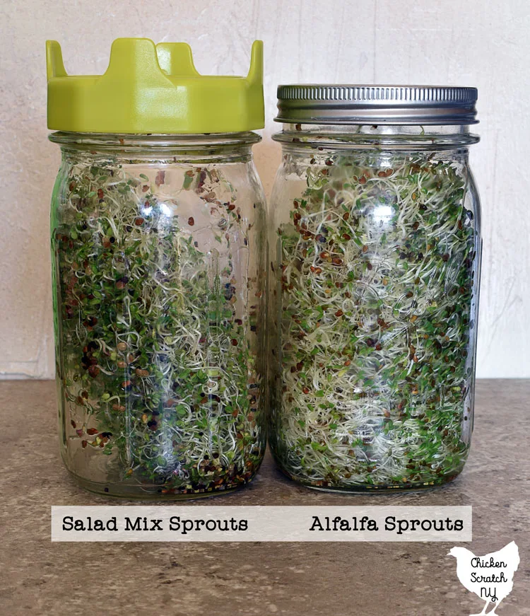 two quart-sized mason jars filled with fresh homegrown alfalfa sprouts and salad mix sprouts with two different styles of sprouting lid