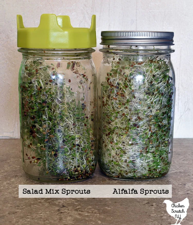 GROWING SPROUTS IN MASON JARS 