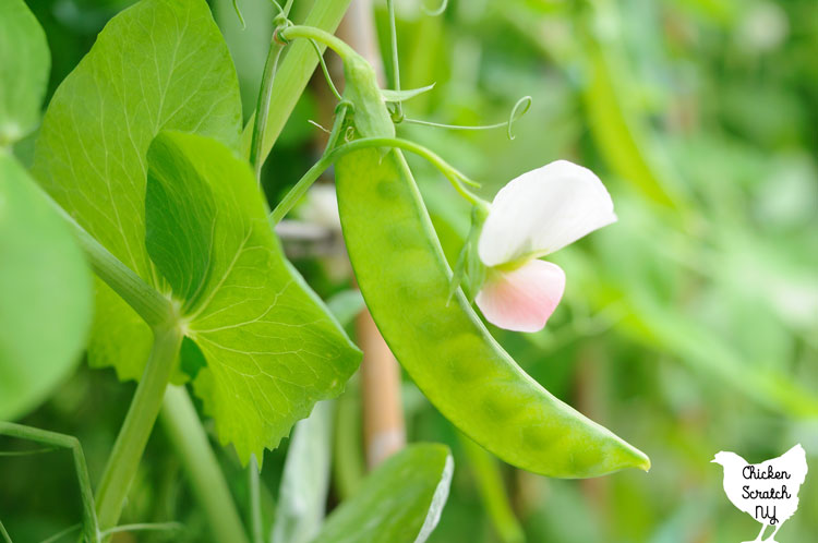 close up of garden pea plant with white blossom