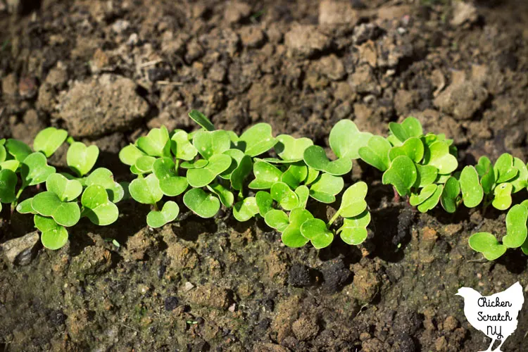 row of radish seedlings