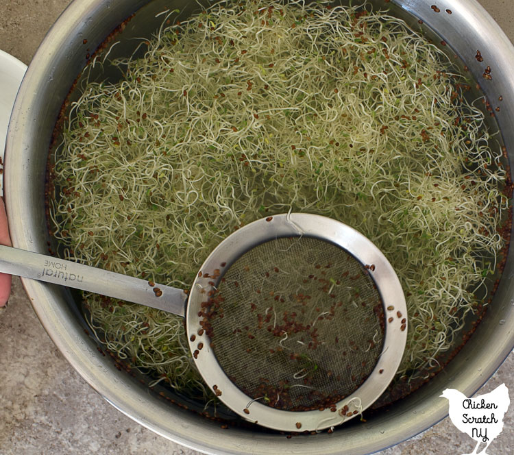 large metal bowl filled with cool water and a batch of fresh sprouts with a metal mesh spoon being used to scoop out the seed hulls