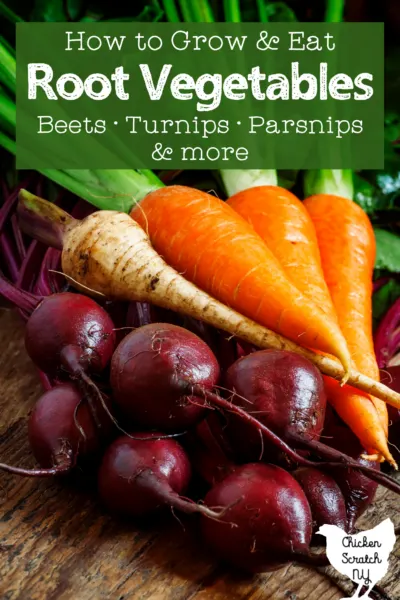 carrots, beets and a parsnip with green on a cutting board with text overlay "how to grow and eat root vegetables"