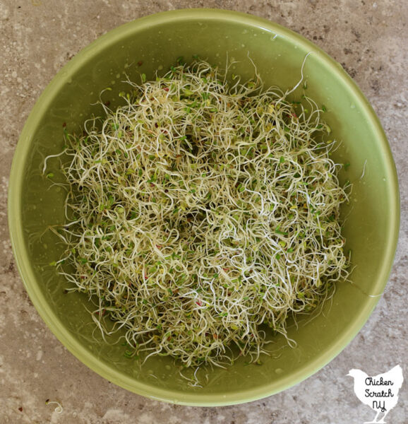 green bowl filled with salad sprout mix made with alfalfa, clover, amaranth, broccoli and kale seeds