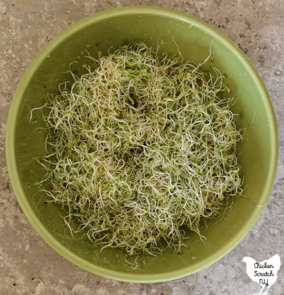 green bowl filled with salad sprout mix made with alfalfa, clover, amaranth, broccoli and kale seeds