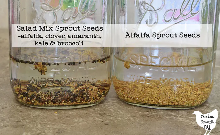 two quart sized mason jars with 1.5 inches of water and a tablespoon of sprouting seeds