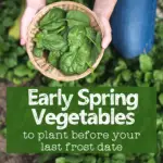 hands holding a bowl of fresh spinich leaves in the garden with text overlay " early spring vegetables to plant before your last frost date"