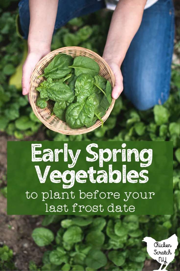 hands holding a bowl of fresh spinich leaves in the garden with text overlay " early spring vegetables to plant before your last frost date"