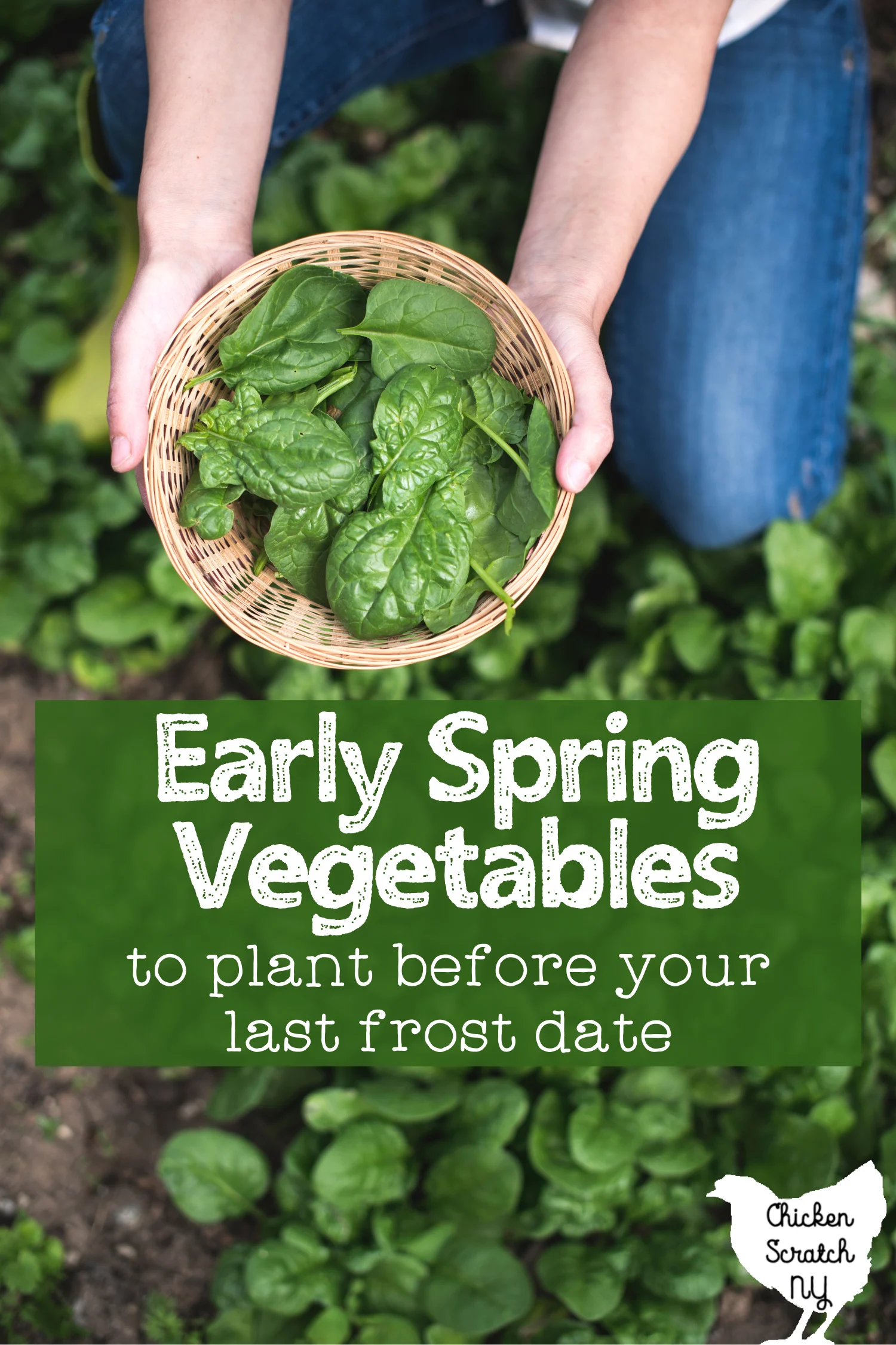 Easy Spring Vegetables to Plant in the Garden before the Last Frost Date