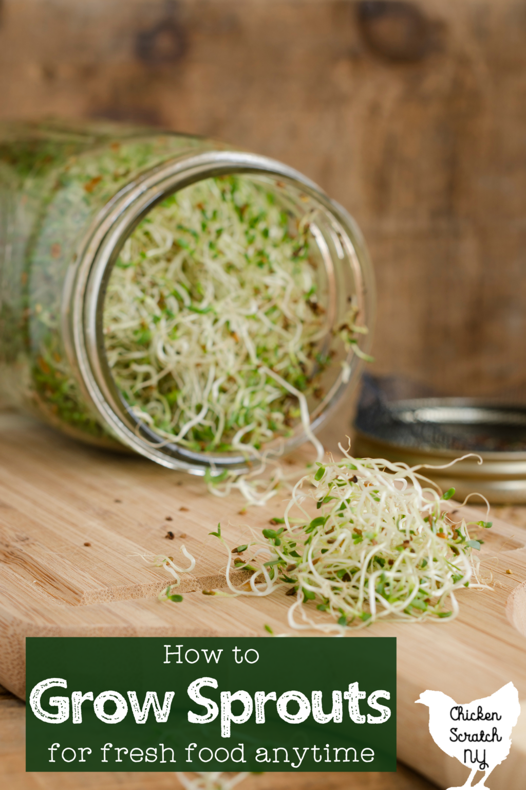 How to Grow Sprouts at Home for Fresh Food Anytime