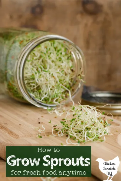 tipped over mason jar filled with green alfalfa sprouts, sprouts spilling onto a wooden cutting board with text overlay "how to grow sprouts for fresh food anytime"