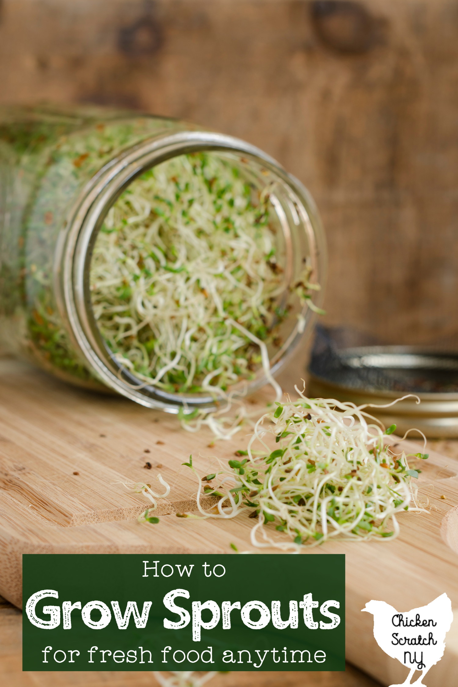 GROWING SPROUTS IN MASON JARS 