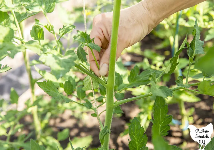 view of hand removing tomato sucker