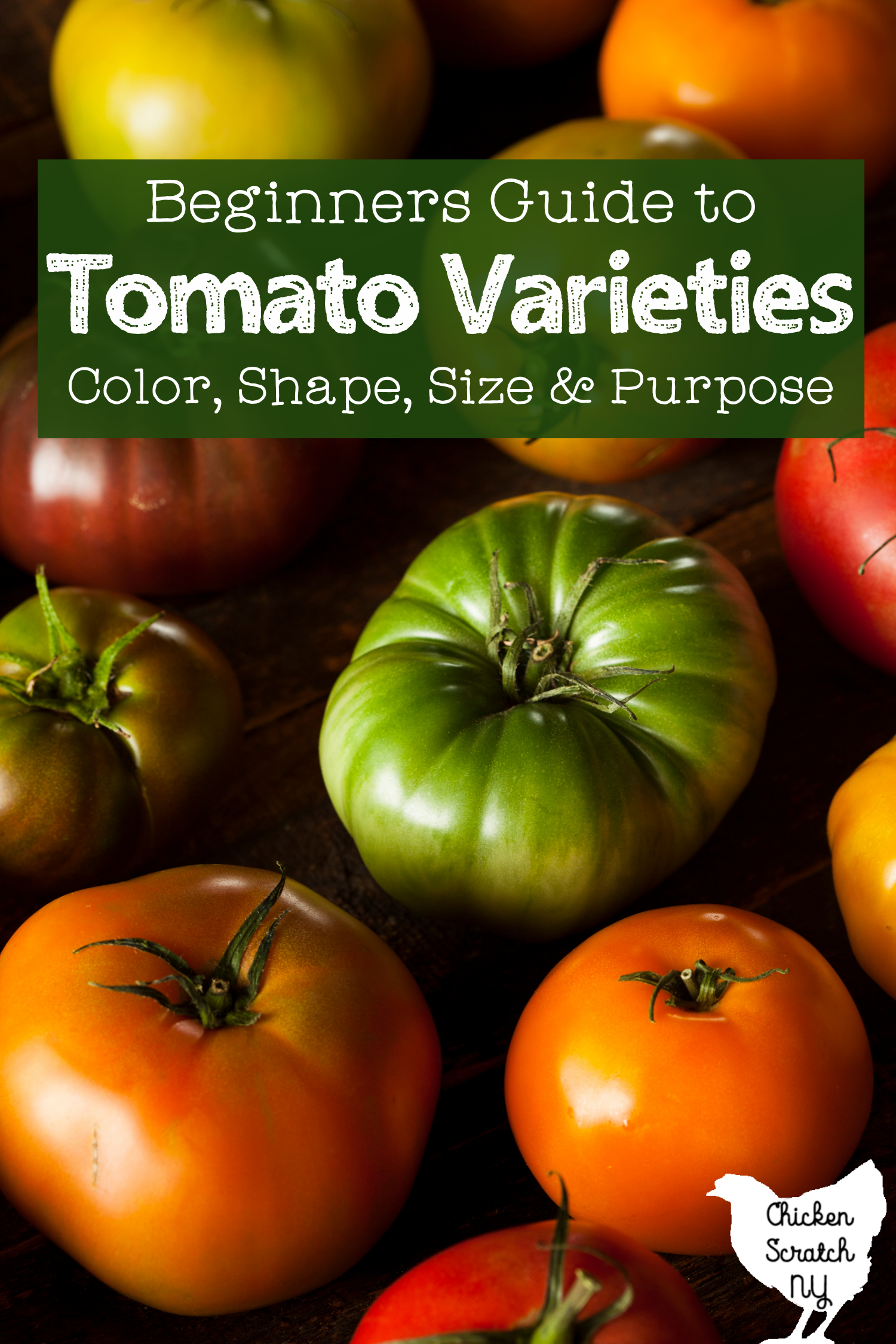 variety of green, yellow, purple and red tomatoes on a wooden surface with text overlay "beginners guide to tomato varieties; color, shape, size and purpose"