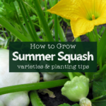 white pattypan squash on the vine with a smaller green pattypan squash and a large yellow squash blossom with text overlay "how to grow summer squash: varieties & planting tips"