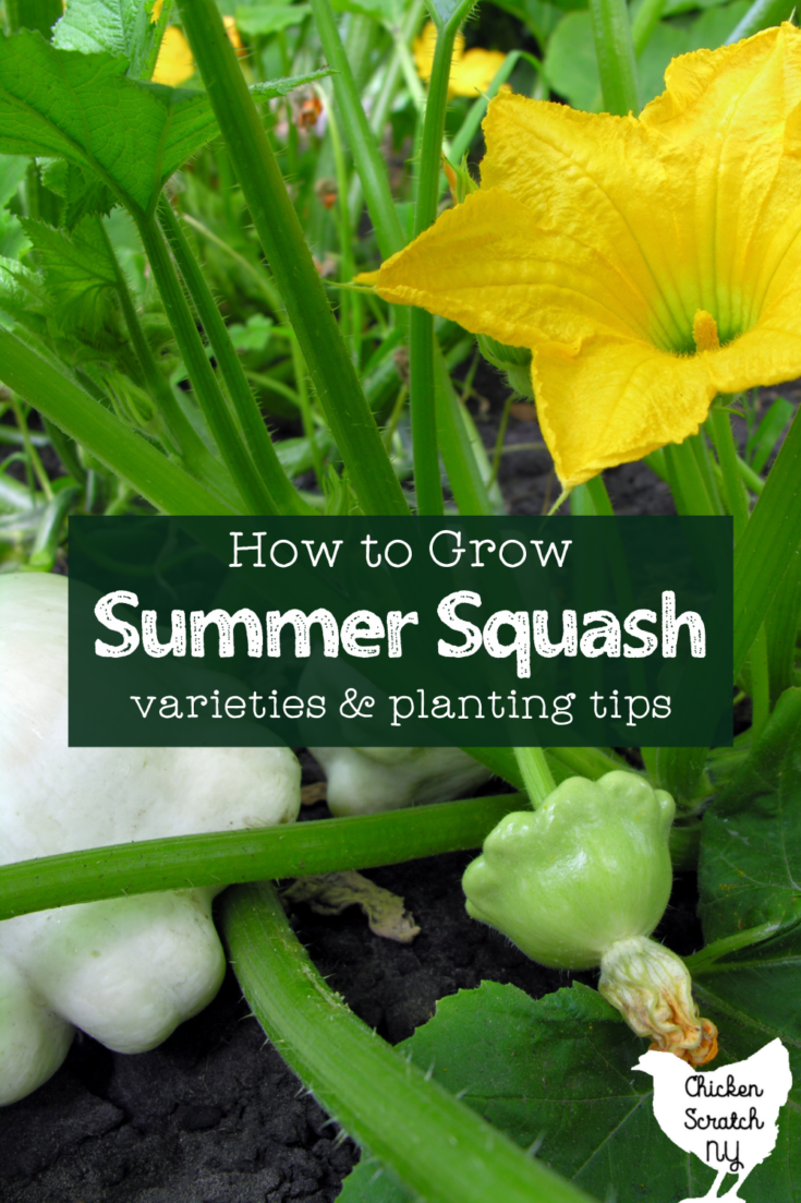 green immature patty pan squash on the vine with text overlay "how to grow summer squash: varieties & planting tips"