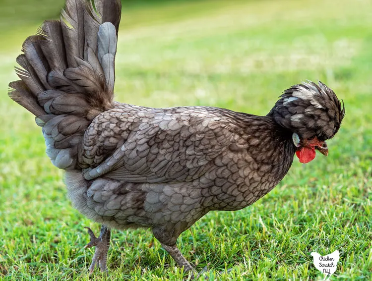 blue polish hen walking across a field