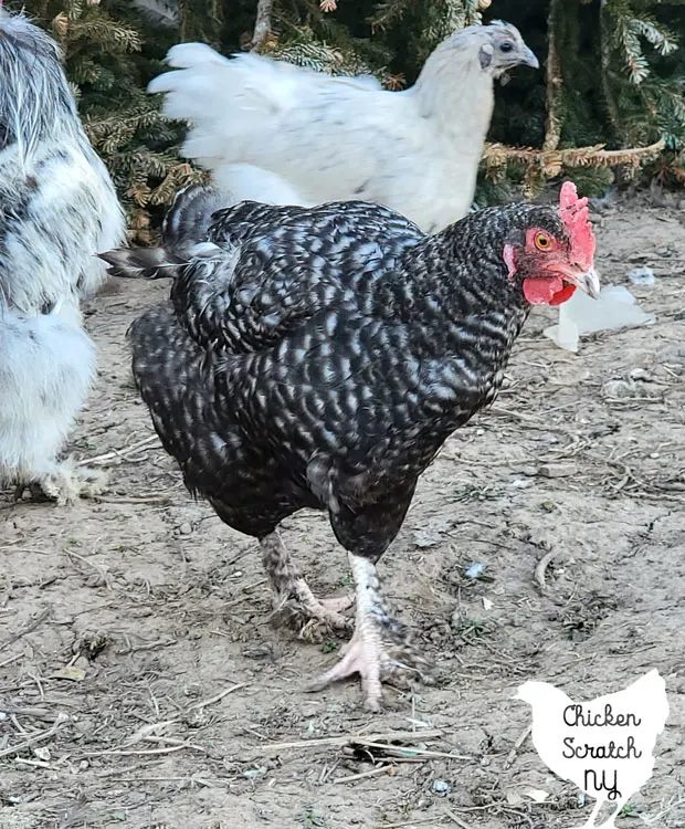 22+ Egg Color Copper Maran Chicken