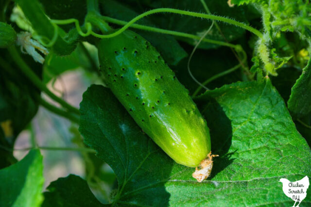 Intro to Vegetable Families [for Crop Rotation & Pest Management]