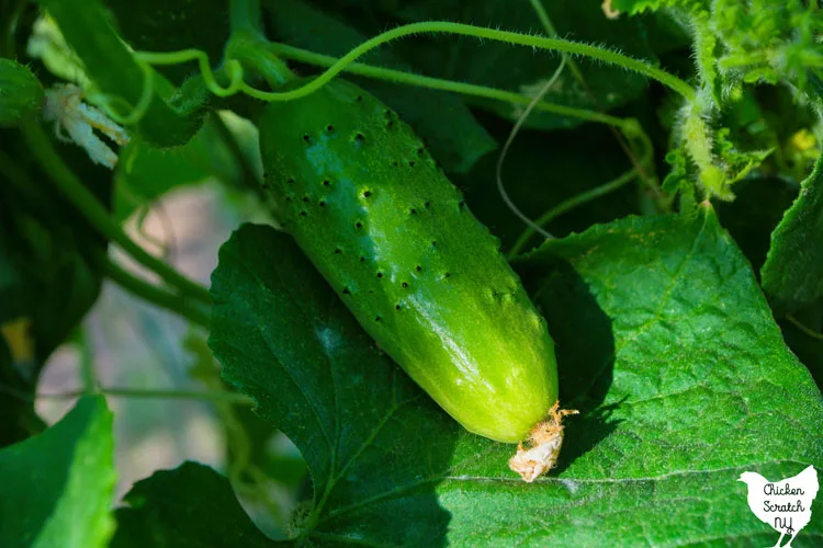 close up of cucumber