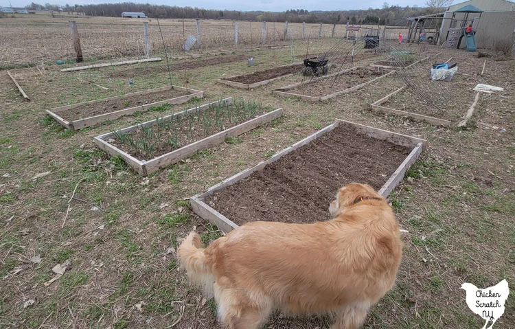 wide shot of early spring garden showing mostly empty beds with a golden retriever standing in the foreground and a swing set with playing kids in the background