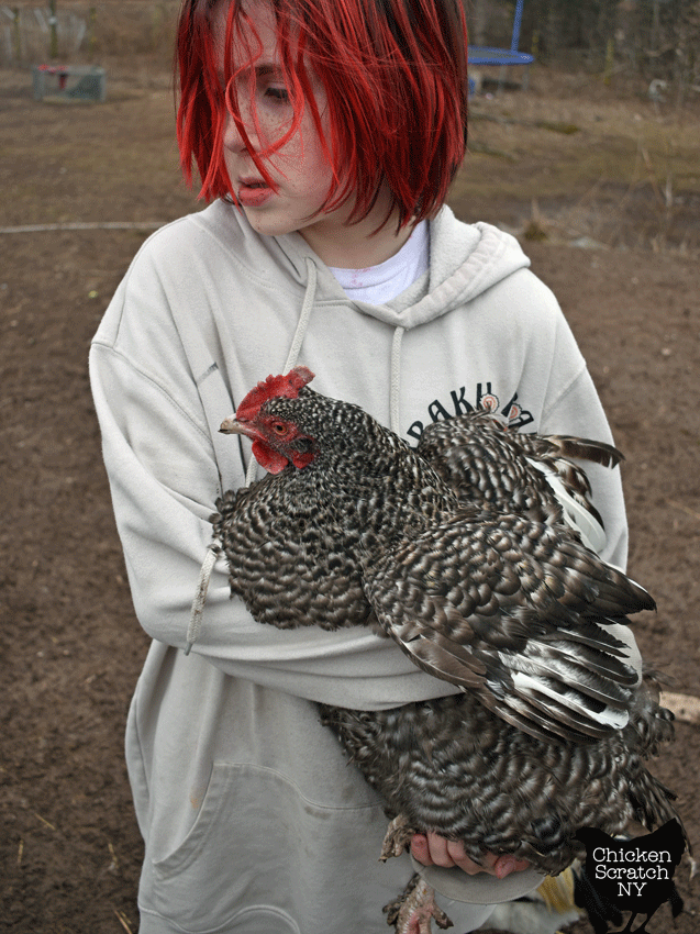 11 year old boy with red hair holding a large French cuckoo Marans hen
