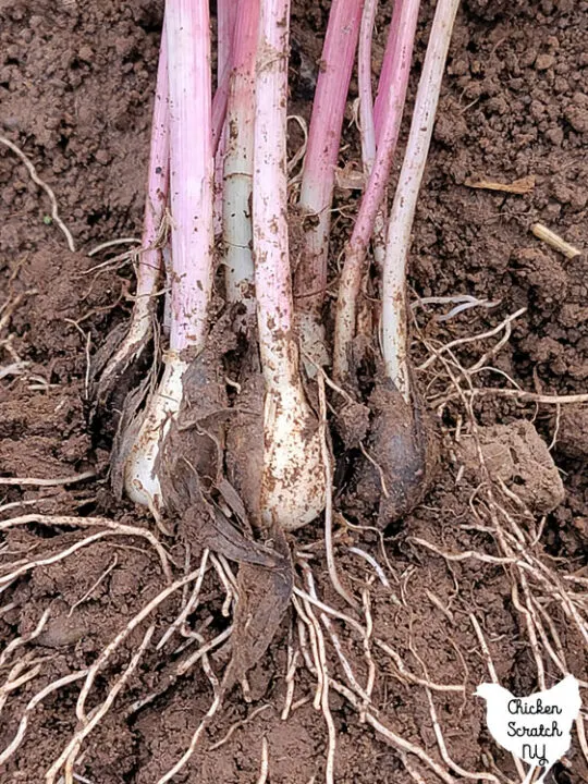 close up shot of spring green garlic with long roots and dark clove coating remnants 