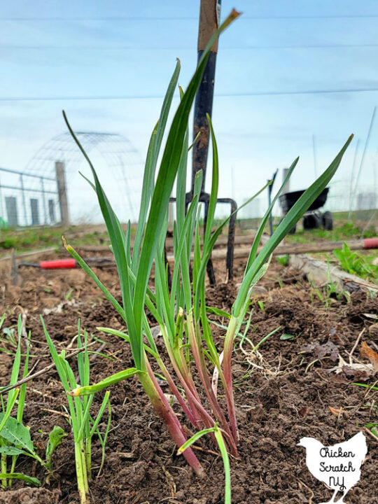 green garlic clump in a garden bed with various garden tools in the background
