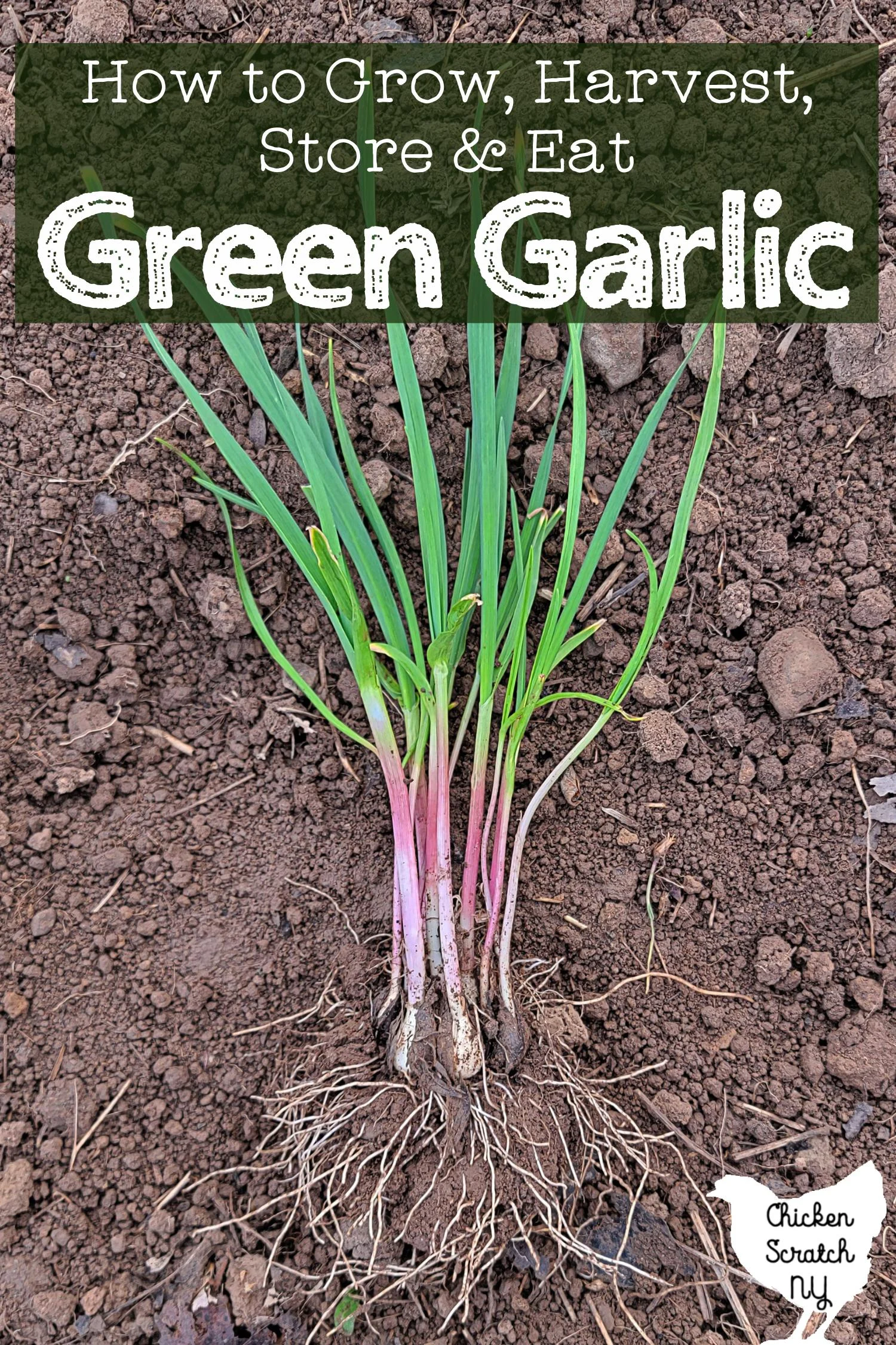 clump of green garlic with roots and green sitting on garden soil with text overlay "how to grow, harvest, store & eat Green Garlic"