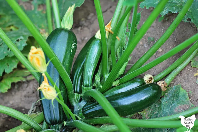 green zucchini plant in a garden with several green squash and yellow flowers visible 
