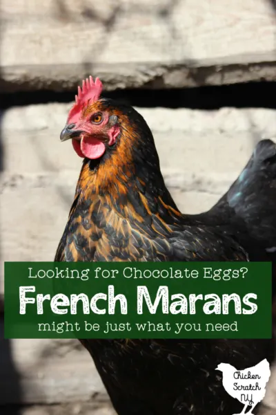 close up picture of black copper maran hen with text overlay " looking for chocolate eggs? French Marans might be what you're looking for"