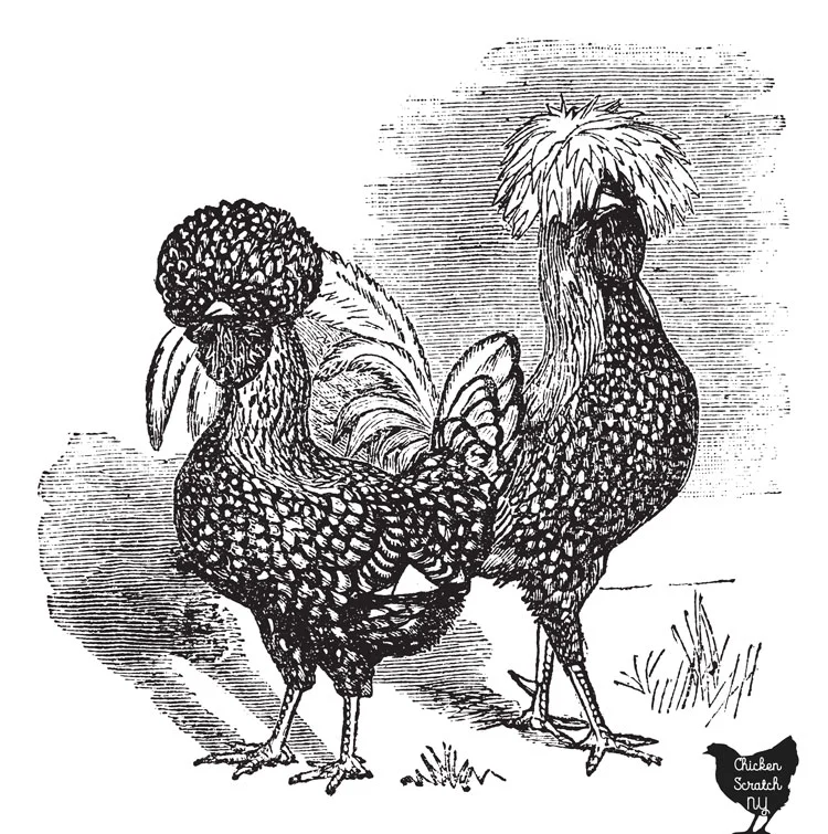 wood cut image of one polish hen and one polish rooster