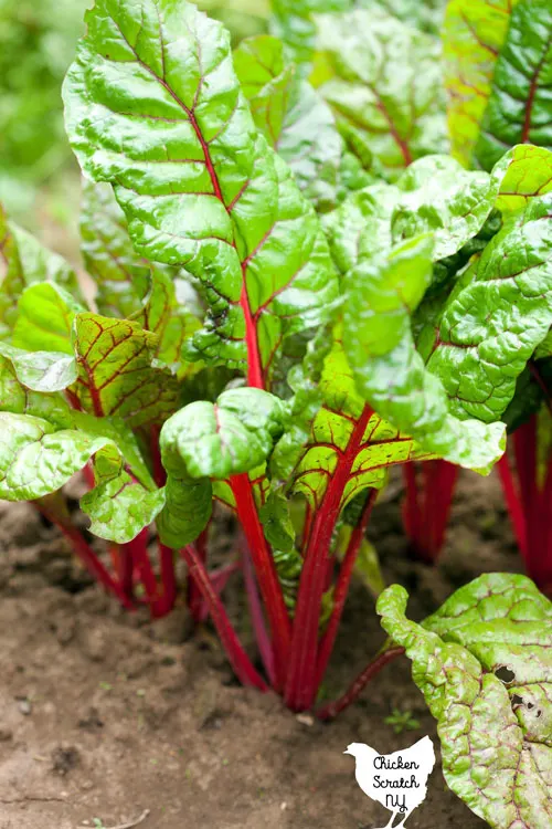 red Swiss chard plants growing in a row