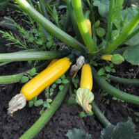 close up view of yellow summer squash plant with young squash growing from the center