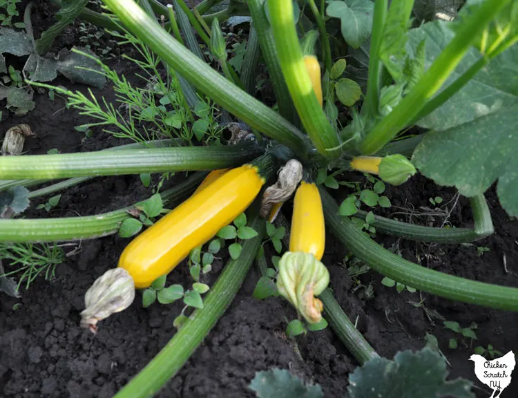 close up view of yellow summer squash plant with young squash growing from the center