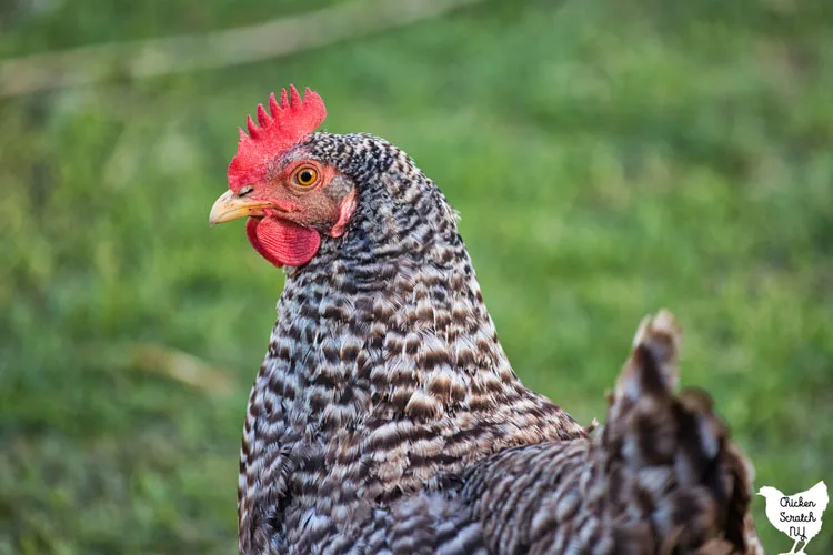 close up view of barred rock hen
