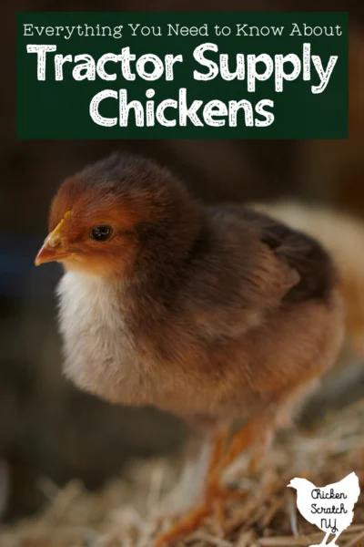 close p view of chick standing on wood shavings everything you need to know about tractor supply chickens"