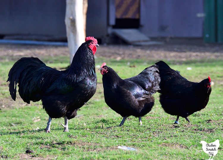 black australorp rooster with two black australorp hens