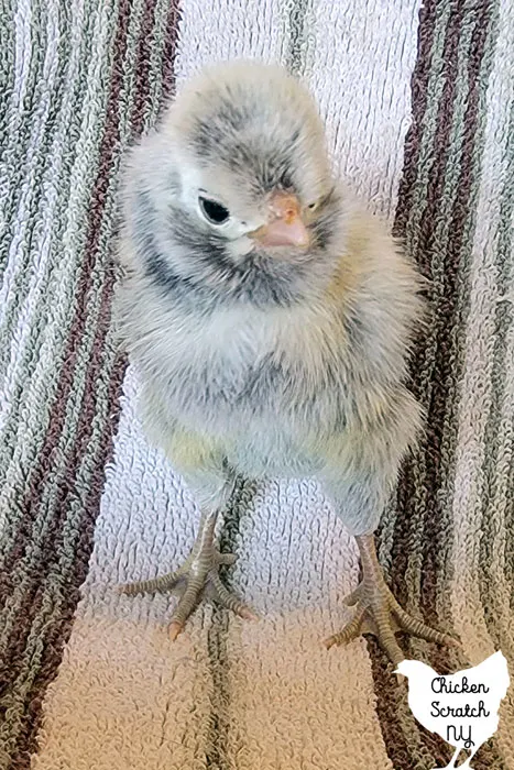 cackle hatchery mystery chick