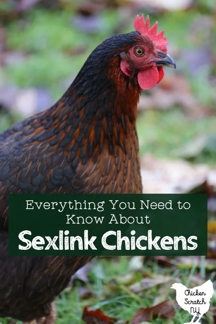 Everything You Need to Know About Sexlink Chickens photo
