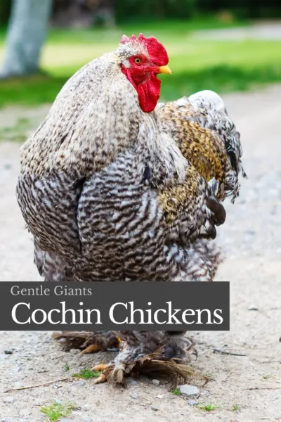large barred cochin rooster