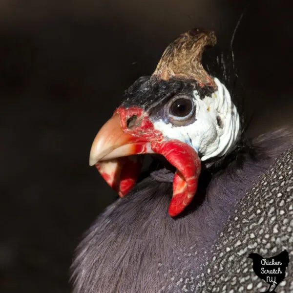 Guinea Fowl, White with red spots