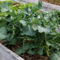 broccoli plants in a raised bed