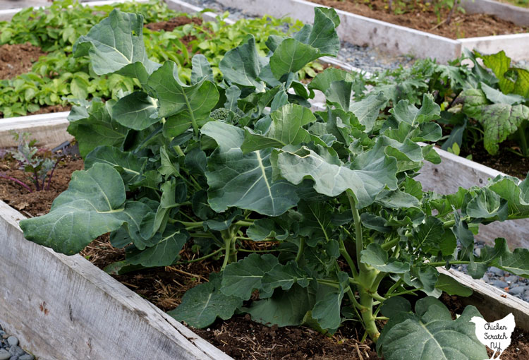 broccoli plants in a raised bed