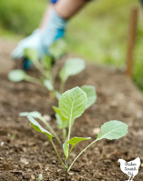 freshly transplanted broccoli seedlings