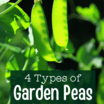 close up view of snow pea plant with dark background highlighting two bright green pea pods with text overlay "4 types of garden peas to plant this year"