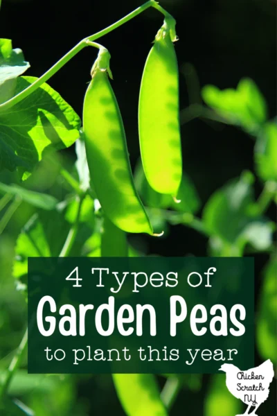 close up view of snow pea plant with dark background highlighting two bright green pea pods with text overlay "4 types of garden peas to plant this year"