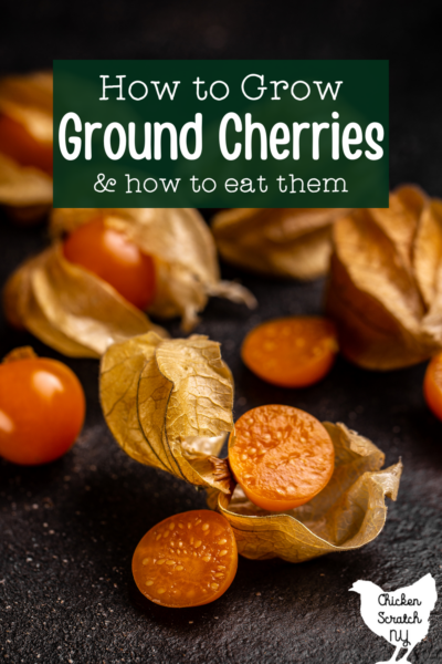 black surface with golden ground cherries or husk cherries scatters around including one cut open and several in tan papery husks with text overlay " how to grow ground cherries & how to eat them"